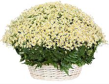 Цветочная композиция из Ромашки в корзине #REPLACE_PRED# Усадище
